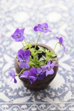 Kahverengi tencerede güzel mor çiçeklerin yakın plan görüntüsü