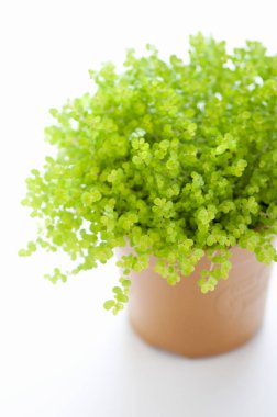 yeşil bitki beyaz arkaplanda saksıda