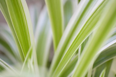 Güzel yeşil yapraklar arka plan. doğal arkaplan.