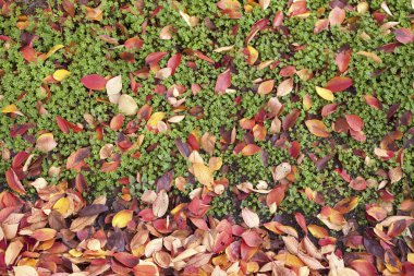 Sonbahar yaprakları, sonbahar bitkileri     