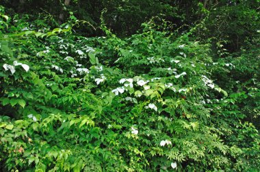 Ormanda yeşil yapraklar ve güzel yemyeşil yapraklar  