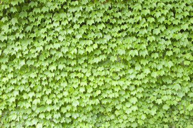 yeşil yaprak arkaplan, doğa