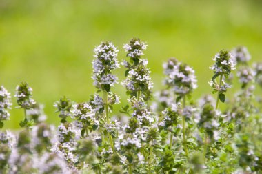 Vahşi bitkinin beyaz çiçeği