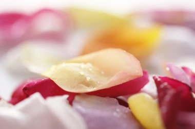 Açık arkaplanda güzel gül yapraklarının yakın plan görüntüsü    