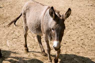 Arka planda çiftlikteki eşek hayvanı, kapat.