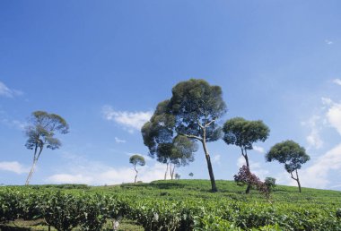 Endonezya 'daki Java adasında yeşil çay tarlası