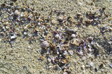 Sahilde deniz kabukları