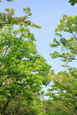 ormandaki bir ağaç üzerinde yeşil yaprakları