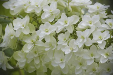 Güzel beyaz ortanca çiçekleri. Kashiwaba Ajisai