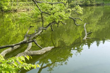 Yazın ağaç dalları olan göl