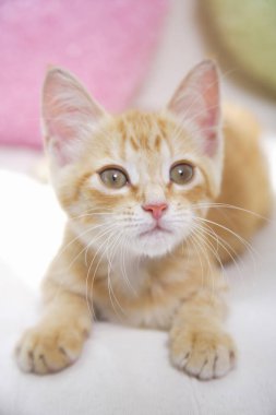 Kanepede oturan sevimli kızıl kedi yavrusu.