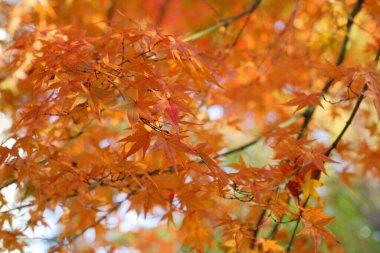 Ormandaki ağaçlardaki güzel sonbahar yaprakları 