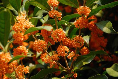 Çiçek açmış küçük turuncu çiçekler. Zeytinlik kokulu, birbirine yakın.