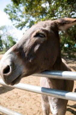 Arka planda çiftlikteki eşek hayvanı, kapat.