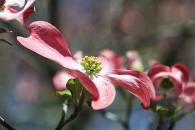 Gündüz mor çiçekler, yakın çekim. 