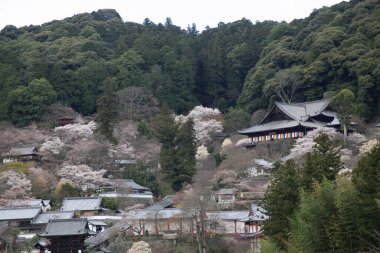 Japonya, Tokyo 'da güzel kiraz çiçekleri