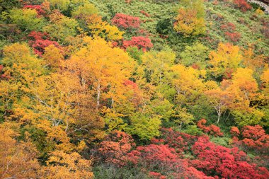 Ormanda renkli sonbahar renkleri