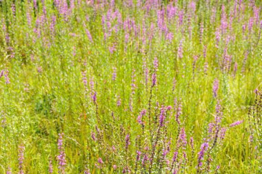 Tarlada pembe çiçekler