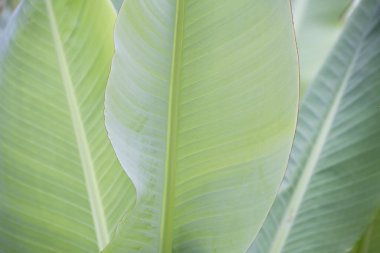 Yaprak arkaplanını kapat. yeşil yaprak deseni.