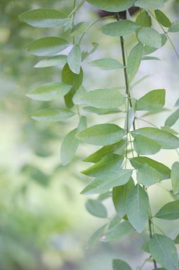 Yaz parkında yeşil ağaçlar. Çiçek arka planı 