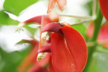 Bahçedeki kırmızı çiçek