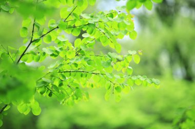 Güzel botanik fotoğrafı, doğal duvar kağıdı.