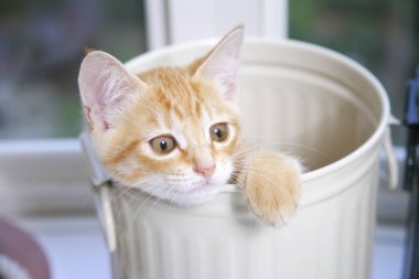 Şirin evcil kedi yavrusunun yakın çekimi. 