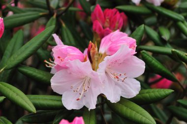Bahçedeki güzel çiçekler, baharda açan ağaçlar.