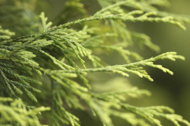 Bir ağacın yeşil yapraklarına yakın