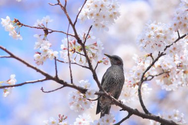 Japonya 'da tatlı kuş ve kiraz çiçekleri
