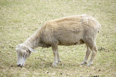 Doğada sevimli koyun arka plan görünümünde 