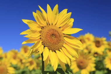 Güzel ayçiçekleri ve mavi gökyüzü tarlada              