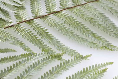 Beyaz zemin üzerine yeşil eğreltiotu yaprakları 