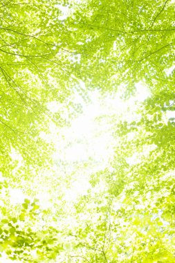 Yeşil orman geçmişi. güzel yeşil ağaç yaprakları doğal arka plan       