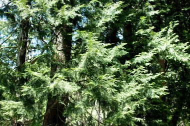 Sabah çok güzel bir orman. Doğa arkaplanı