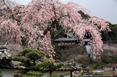 Japonya 'da kiraz çiçeği