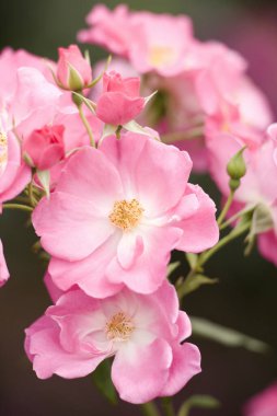 Bahçedeki güzel pembe güllerin yakın görüntüsü