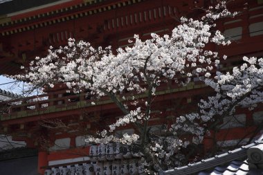 Bahçedeki güzel çiçekler