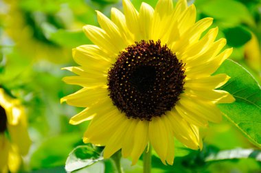 Bahçedeki ayçiçeğine yaklaş