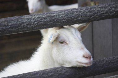 Tahta çitin yanında dinlenen beyaz keçi