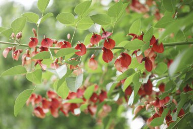 Ağacın kırmızı çiçeği