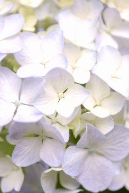 güzel ortanca çiçeği arkaplanı, yakın görünüm