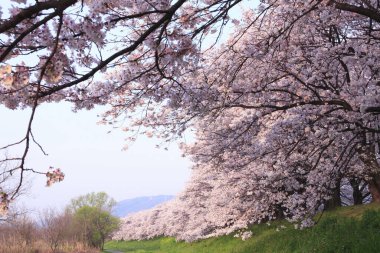 İlkbaharda kiraz ağacının çiçek açması. 