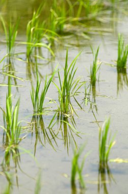 Bahçedeki yeşil çimenler