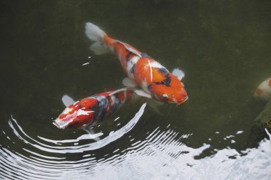 Japon sazan balığı suda yüzer. 