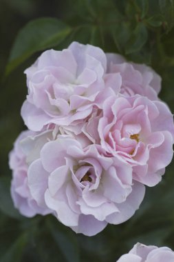 Güzel pembe gül çiçeklerini kapatın.