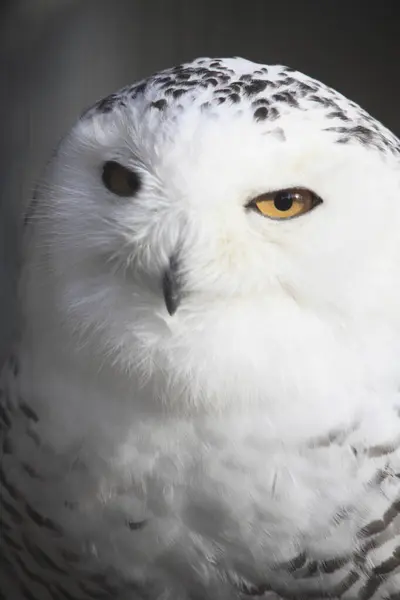 Owl Yellow Eyes — Stock Photo, Image