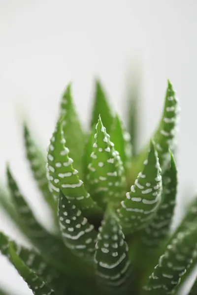 aloe vera plant on white background.