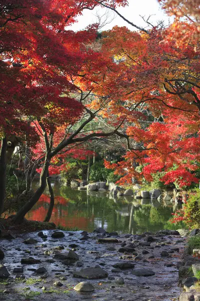 Красивый Осенний Пейзаж Деревьями Японском Парке — стоковое фото