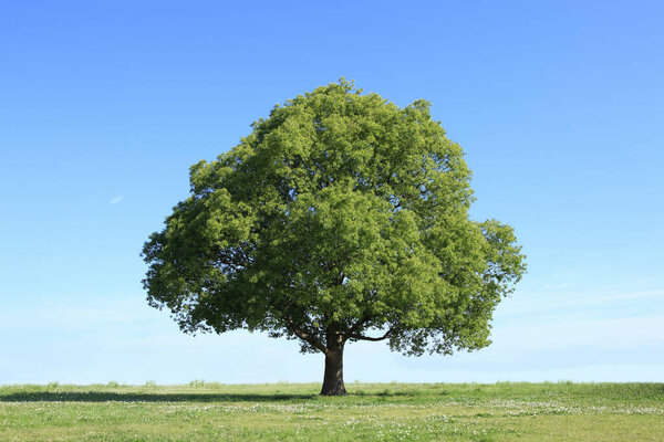 big tree on green meadow and beautiful blue sky background                              